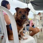 Vereador Alex Garcia destina mais de R$ 42 mil para vacinação e castração de cães e gatos em Parintins